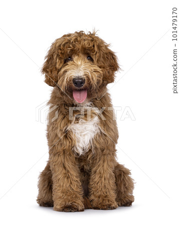 Labradoodle dog on white background 101479170