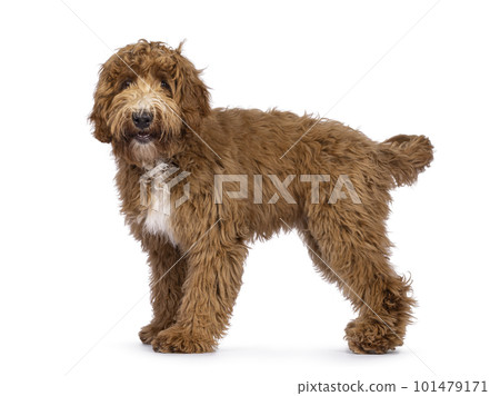 Labradoodle dog on white background Labradoodle dog on white background 101479171