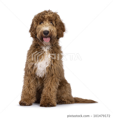 Labradoodle dog on white background 101479172