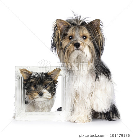 Biewer Yorkshire Terrier dog on white Biewer Yorkshire Terrier dog on white 101479186