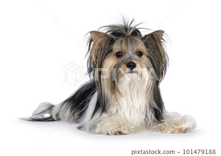 Biewer Yorkshire Terrier dog on white 101479188