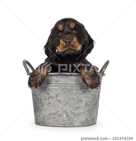 English Cocker spaniel dog pup on white background English Cocker spaniel dog pup on white background 101479194