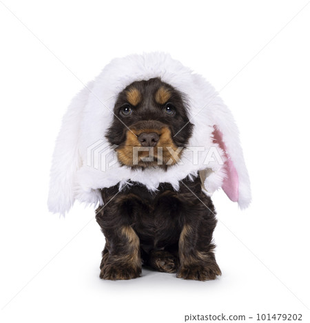 English Cocker spaniel dog pup on white background English Cocker spaniel dog pup on white background 101479202