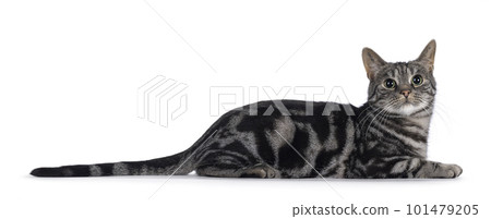 European Shorthair cat on white background 101479205