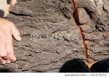 A video of a stack of firewood on floor A video of a stack of firewood on floor 101479253