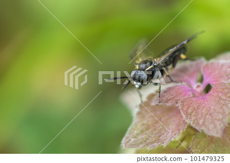 Black sawfly perched on purpurium 101479325