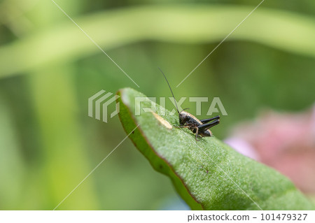 Himegis larvae on the grass 101479327