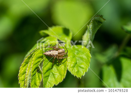 Lynx spider on the grass 101479328