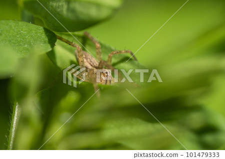 Ilo-billed spider Ilo-billed spider 101479333