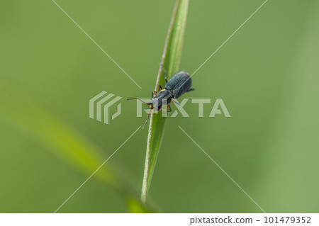 Tsumaburou kai mochiki 101479352