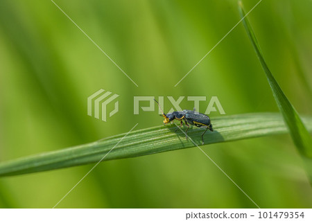 A tomato on the grass 101479354