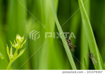 Himegis larva perching on grass Himegis larva perching on grass 101479367