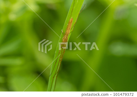 A yellowtail spider hiding behind the grass 101479372