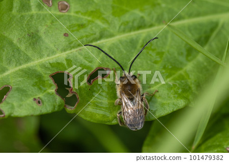 NIPPON HIGENNAGA Honeybee 101479382