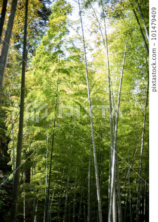 Kamakura Spring Eishoji Temple 6 Bamboo Garden Fresh Greenery 101479409