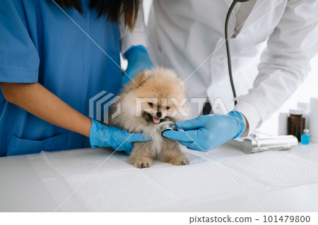 Pomeranian dog getting injection with vaccine during appointment in a veterinary clinic Pomeranian dog getting injection with vaccine during appointment in a veterinary clinic 101479800