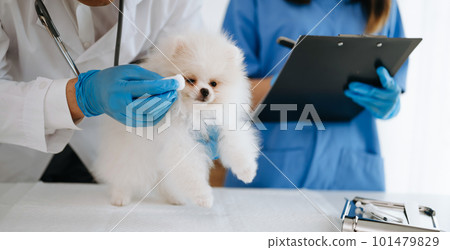 Two doctors are examining him. Veterinary medicine concept. Pomeranian in veterinary clinic. 101479829