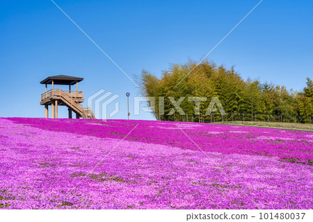 栃木縣市海町清晨的芝櫻公園 蔚藍的天空和盛開的芝櫻 101480037
