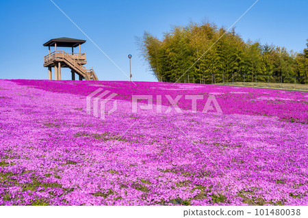 栃木縣市海町清晨的芝櫻公園 蔚藍的天空和盛開的芝櫻 101480038