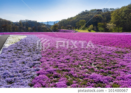 Shibazakura Park in Ichikai Town in the early morning Blue sky and Shibazakura in full bloom Ichikai Town, Tochigi Prefecture 101480067