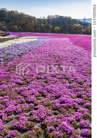 Shibazakura Park in Ichikai Town in the early morning Blue sky and Shibazakura in full bloom Ichikai Town, Tochigi Prefecture 101480068