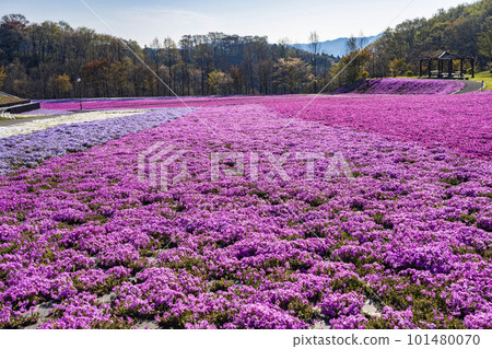 Shibazakura Park in Ichikai Town in the early morning Blue sky and Shibazakura in full bloom Ichikai Town, Tochigi Prefecture 101480070