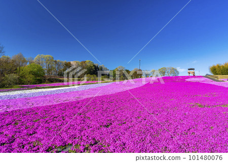 Shibazakura Park in Ichikai Town in the early morning Blue sky and Shibazakura in full bloom Ichikai Town, Tochigi Prefecture Shibazakura Park in Ichikai Town in the early morning Blue sky and Shibazakura in full bloom Ichikai Town, Tochigi Prefecture 101480076