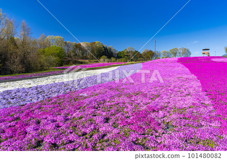 栃木縣市海町清晨的芝櫻公園 蔚藍的天空和盛開的芝櫻 栃木縣市海町清晨的芝櫻公園 蔚藍的天空和盛開的芝櫻 101480082