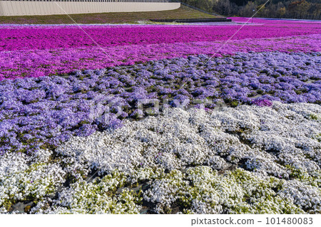 Shibazakura Park in Ichikai Town in the early morning Blue sky and Shibazakura in full bloom Ichikai Town, Tochigi Prefecture Shibazakura Park in Ichikai Town in the early morning Blue sky and Shibazakura in full bloom Ichikai Town, Tochigi Prefecture 101480083