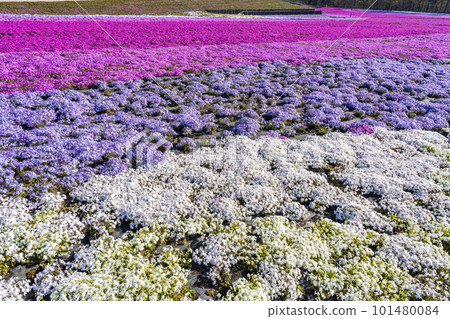 Shibazakura Park in Ichikai Town in the early morning Blue sky and Shibazakura in full bloom Ichikai Town, Tochigi Prefecture Shibazakura Park in Ichikai Town in the early morning Blue sky and Shibazakura in full bloom Ichikai Town, Tochigi Prefecture 101480084