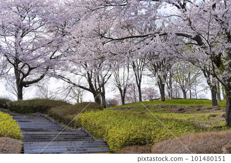 Michinoku Morinoko National Park in Spring Landscape with cherry blossoms starting to fall Kawasaki Town, Miyagi Prefecture 101480151