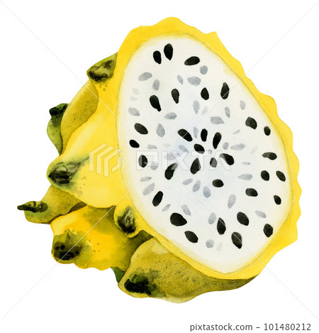 Yellow dragon fruit watercolor illustration. Half of tropical asian pitaya fruit. Exotic pitahaya with seeds isolated on white background 101480212