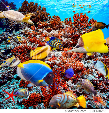Underwater world in tropical ocean. 101480238