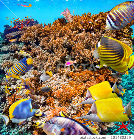 Underwater world in tropical ocean. 101480239