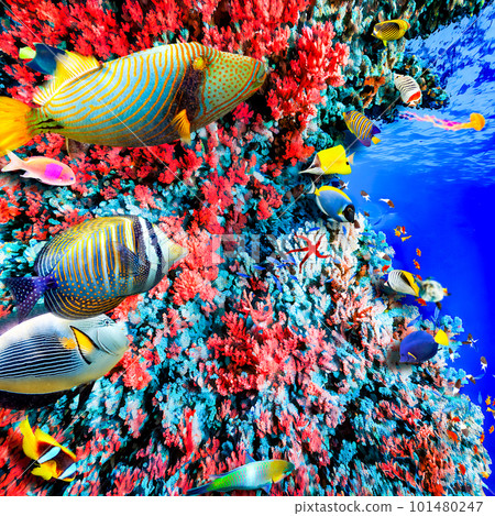 Underwater world in tropical ocean. 101480247