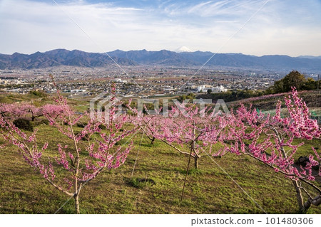 從山梨縣笛吹川水果公園附近的寬闊農場道路看到的春天笛吹市 101480306