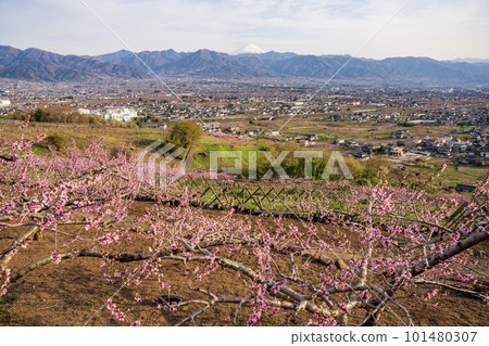 從山梨縣笛吹川水果公園附近的寬闊農場道路看到的春天笛吹市 101480307