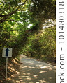 綠樹環繞的道路和箭頭標誌 101480318
