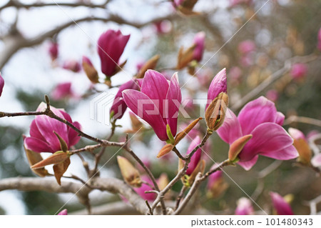 Light purple Simokuren flower (spring, March) Light purple Simokuren flower (spring, March) 101480343