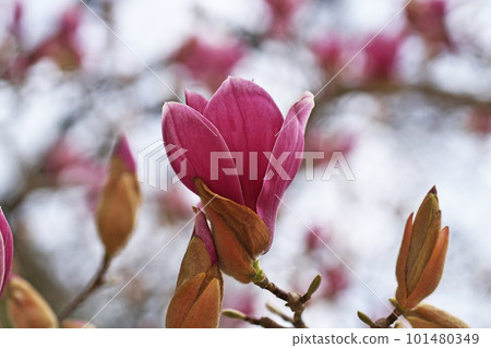 Light purple Simokuren flower (spring, March) Light purple Simokuren flower (spring, March) 101480349
