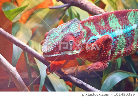 Chameleon that sticks to branches 101480359