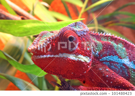 堅持分支的變色龍 101480423