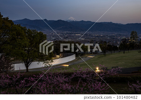 Evening view of spring in full bloom at Fuefukigawa Fruit Park 101480482