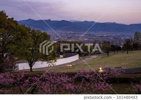 笛吹川水果公園春天盛開的夜景 101480483