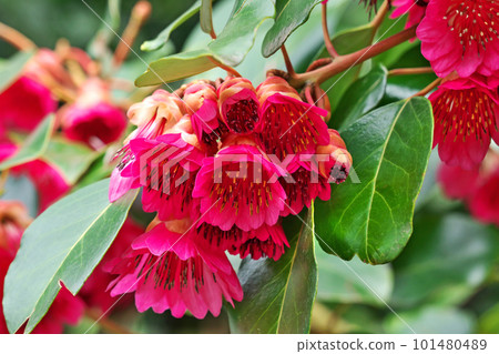 紅杜鵑花（春天，三月） 101480489