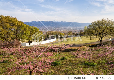 Spring in full bloom at Fuefukigawa Fruit Park 101480490
