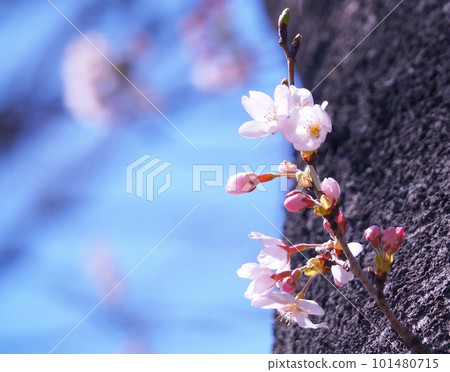Cherry blossoms have started to bloom 101480715
