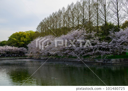 2023年大阪城公園的櫻花 2023年大阪城公園的櫻花 101480725