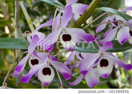 Dendrobium nobile 石斛原種 Dendrobium nobile 石斛原種 101480956