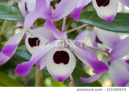 Dendrobium nobile 石斛原種 Dendrobium nobile 石斛原種 101480959